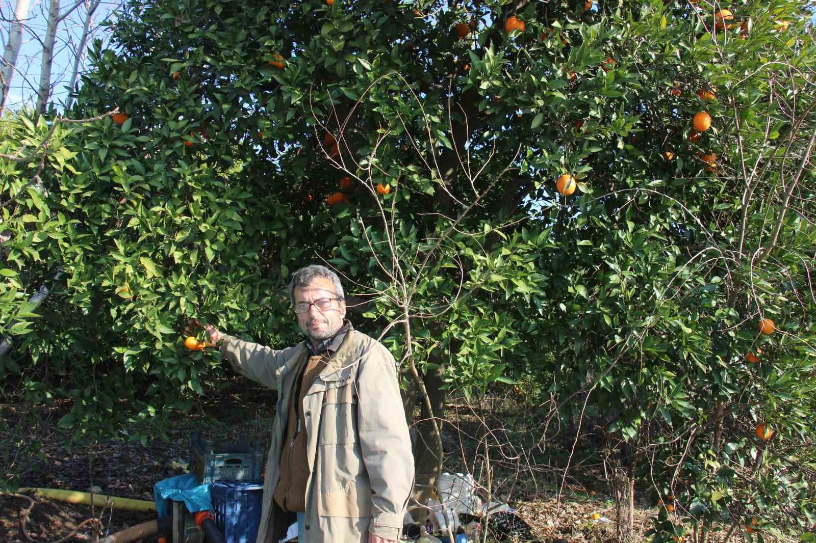 Narenciye Dalında Kaldı