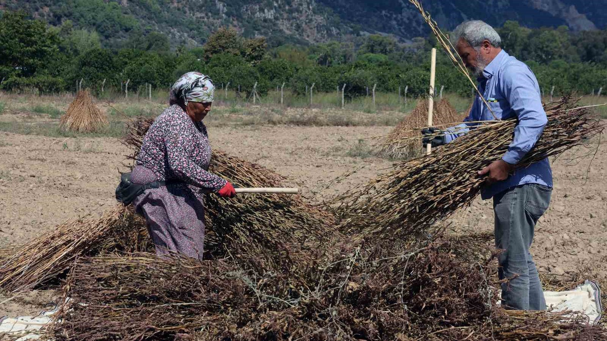 Muğla’nın Altın Susamında Hasat Başladı