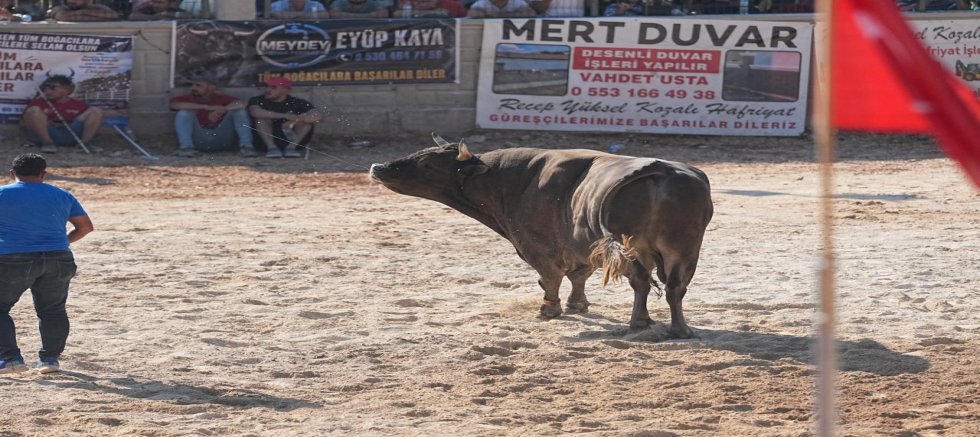 Akkaya’da Geleneksel Boğa Güreşi Heyecanı